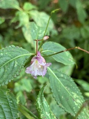 Impatiens devolii