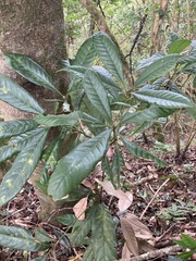 Lithocarpus kawakamii