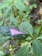 Impatiens devolii