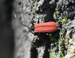 Platycis minutus