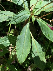 Impatiens devolii