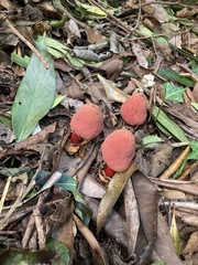 Balanophora yakushimensis