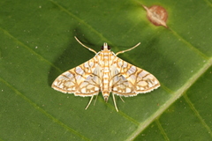 Synclera jarbusalis