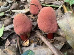 Balanophora yakushimensis