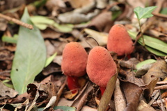 Balanophora yakushimensis