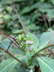 Impatiens devolii