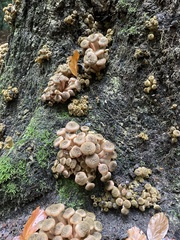 Armillaria