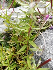 Chamaenerion fleischeri