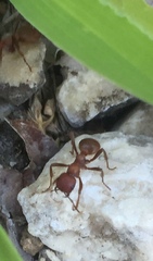 Polyergus rufescens