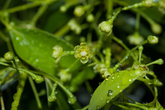 Cinnamomum insularimontanum