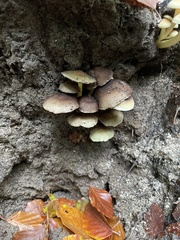 Hypholoma
