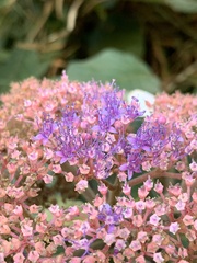 Hydrangea aspera