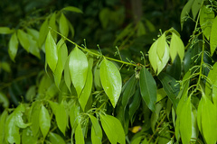 Cinnamomum insularimontanum
