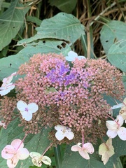 Hydrangea aspera