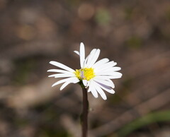 Allittia uliginosa
