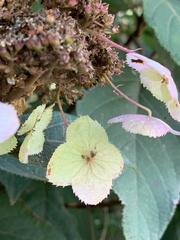 Hydrangea aspera