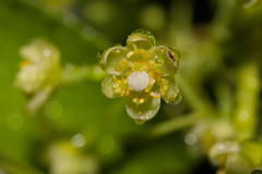 Cinnamomum insularimontanum