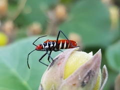 Dysdercus decussatus