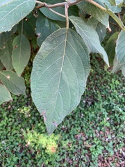Hydrangea aspera