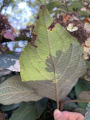 Hydrangea aspera