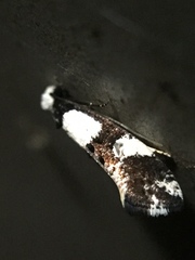 Monopis icterogastra