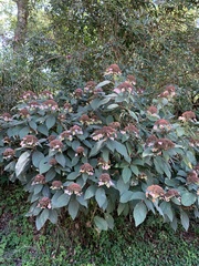 Hydrangea aspera