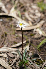 Allittia uliginosa