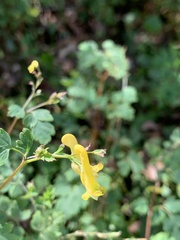 Corydalis pallida