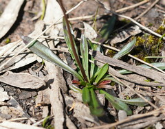 Allittia uliginosa