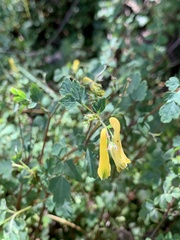 Corydalis pallida