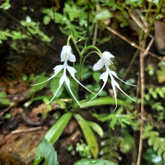 Habenaria