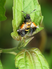 Sesiidae