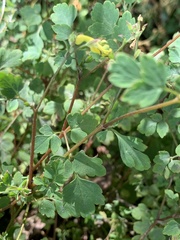 Corydalis pallida