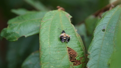 Sesiidae