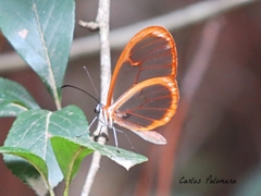 Pteronymia rufocincta