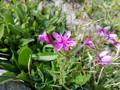 Chamaenerion fleischeri