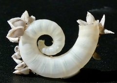 Spirula spirula