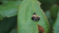 Sesiidae