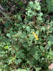 Corydalis pallida