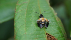 Sesiidae