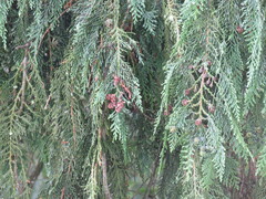 Chamaecyparis lawsoniana