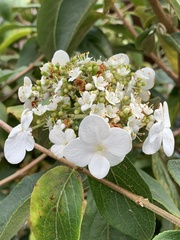 Viburnum plicatum