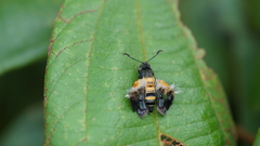 Sesiidae