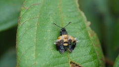 Sesiidae