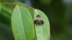 Sesiidae