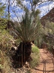 Macrozamia macdonnellii