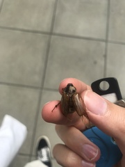 Amphimallon solstitiale