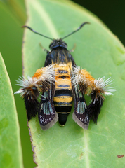 Sesiidae