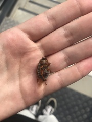 Amphimallon solstitiale