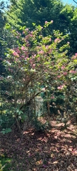 Prunus campanulata